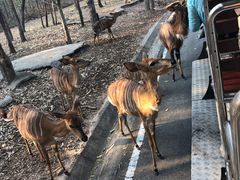 -清迈夜间动物园