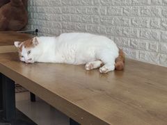 -平行世界·猫咖(首经贸店)