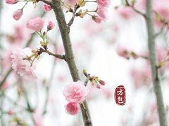 -天适樱花悠乐园