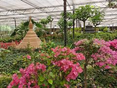 -南宫五洲植物乐园