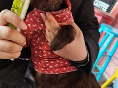 -喵屿·大理花园猫咖