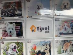 -翊宠yipet猫狗购宠庄园犬舍•猫舍