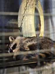 -酷嗒动物文化乐园(cutezoo西溪乐天城店)