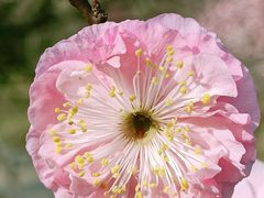 -梅花山(明孝陵内)