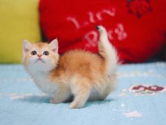 -Bastet sally猫舍购宠(静安店)
