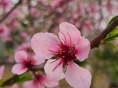 -郑州中国绿化博览园