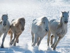 -塞罕坝国家级自然保护区