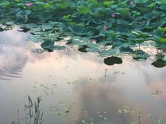 -丁香湖公园