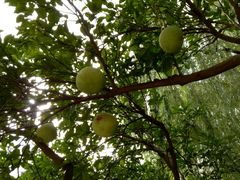 -昆山城市生态森林公园