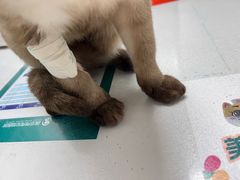 -伟伟宠物医院·CT影像中心·瑞派犬猫综合性门诊(汉口总院)