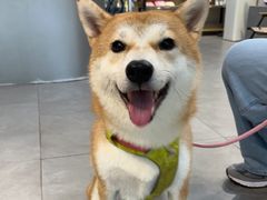 -伟伟宠物医院·CT影像中心·瑞派犬猫综合性门诊(汉口总院)