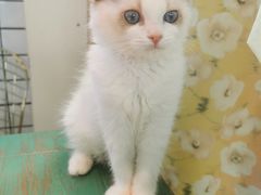 -喵喵咪呀布偶猫咖(春熙路店)