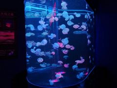 -梦幻海洋王国(吾悦广场张家港店)