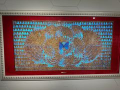 -上海昆虫博物馆