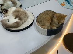 -COLOR PETS 撸猫馆·购猫·猫咖(长风大悦城店)