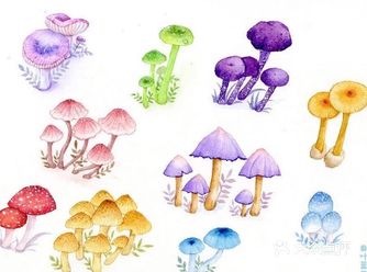 植物系列的插画图，也可用作手帐素材哦