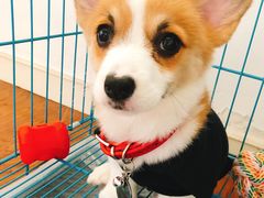 -翊宠yipet猫狗购宠庄园犬舍•猫舍