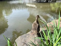 -杭州西溪喜来登度假大酒店