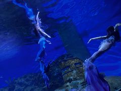 -海合安武汉极地海洋公园