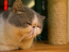 -more than meow吴止猫主题餐厅(承德 中船汇店)