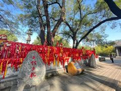 -大槐树寻根祭祖园