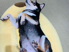 -逗柴咖啡屋·狗咖猫咖宠物桌游