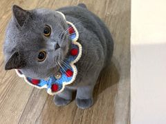 -猫里有甜
