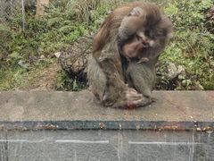 -黔灵山公园-南门售票处