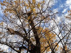 -西湖风景区十里琅珰-五云山