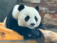 -石家庄市动物园