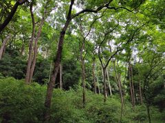 -三门江国家森林公园