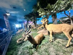 -国家自然博物馆