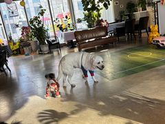 -百好乐宠物友好餐厅(朝外大街店)