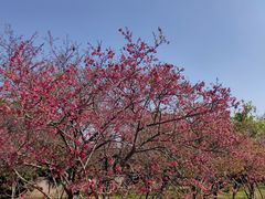 -天适樱花悠乐园