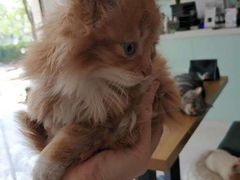 -平行世界·猫咖(首经贸店)