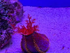 -上海海洋水族馆