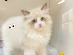-lincat·猫舍(广州店)