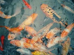 -辉哥火锅(虹桥路店)