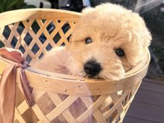 -宠福鑫康馨动物医院·骨科·眼科