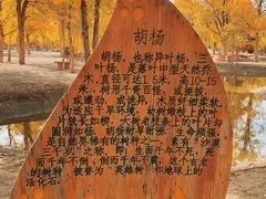 -金塔沙漠胡杨林景区