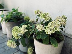 -山茶云南菜(永安里店)