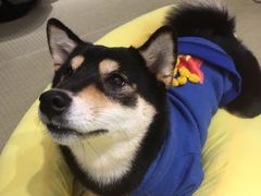 -逗柴咖啡屋·狗咖猫咖宠物桌游