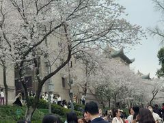 -武汉大学-樱园