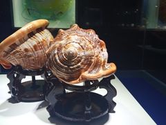 -贝壳王国博物馆