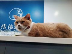 -伟伟宠物医院·CT影像中心·瑞派犬猫综合性门诊(汉口总院)
