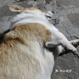 林大后街炒粉