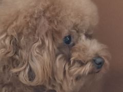 -全心全意连锁动物医院·微创中心·内科急重症·心脏专科(丰管路店)