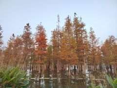 -白鹭湾湿地公园