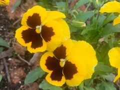 -伯友茶记(中华广场店)