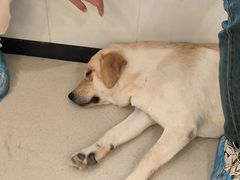 -共舞时光猫咖·狗咖(新街口店)